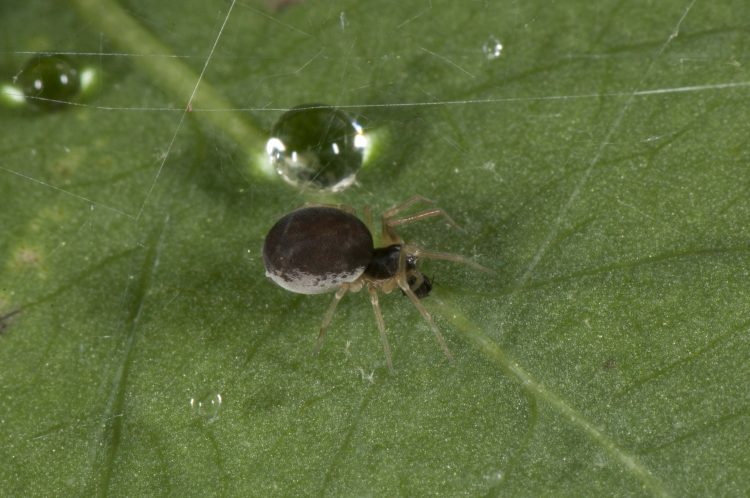 photo of dark form female meshweaver