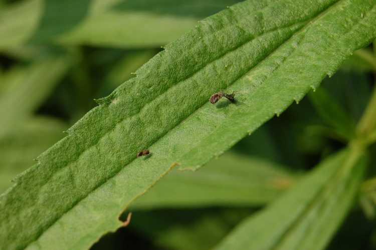 photo of pair of meshweavers on leaf