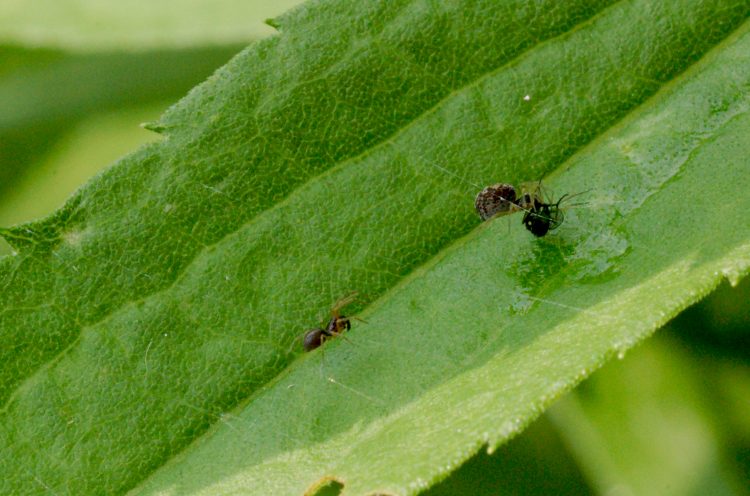 photo of pair of meshweavers on leaf