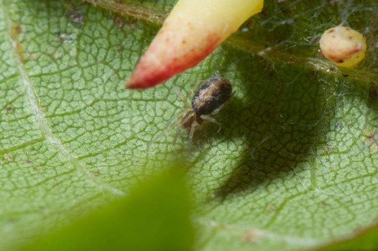 photo of female meshweaver