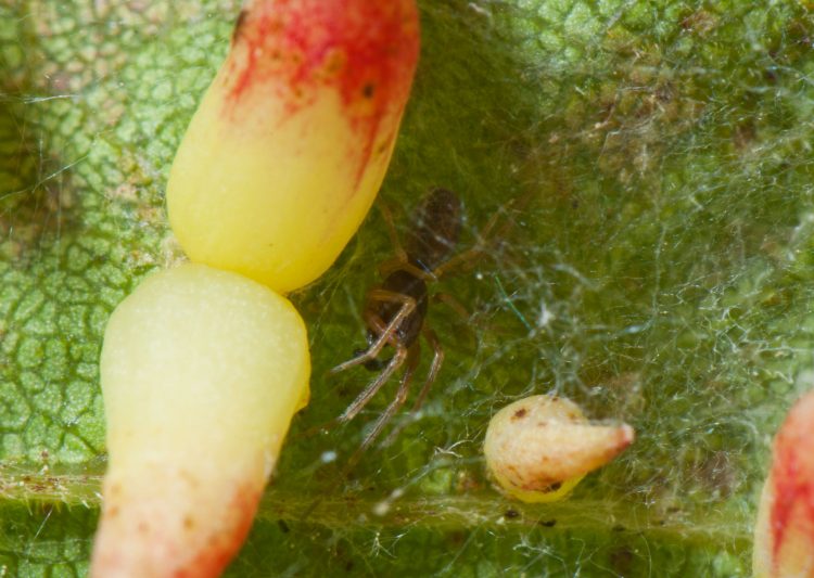 photo of male meshweaver (Dictyna foliacea)