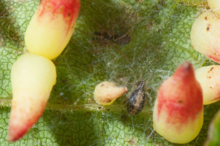 photo of pair of meshweavers in their web