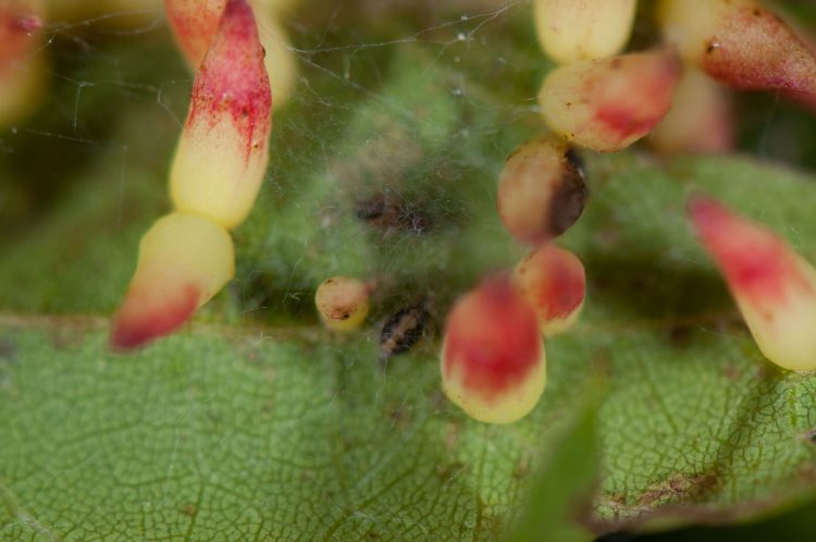 photo of mesweavers under webbing