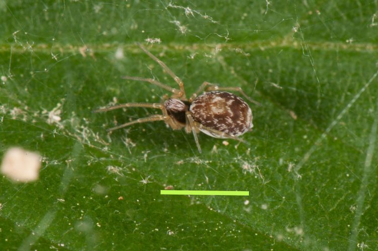 photo of typical form female meshweaver