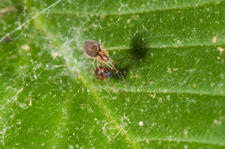 photo of pair of meshweavers Emblyna sublata