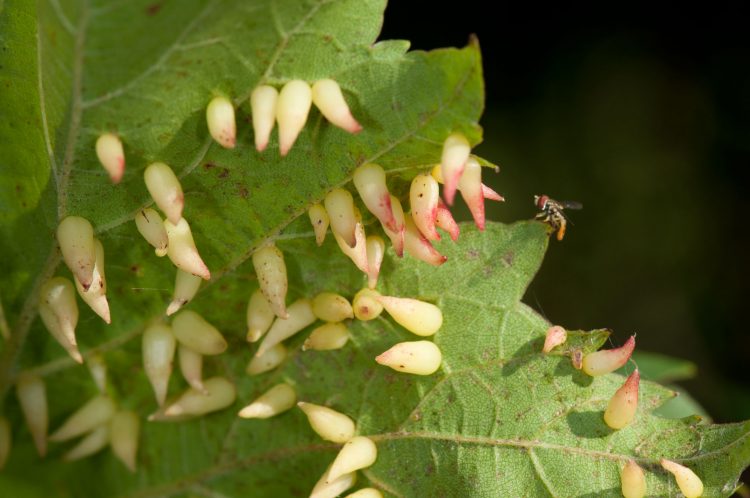 photo of grape leaf with tube galls